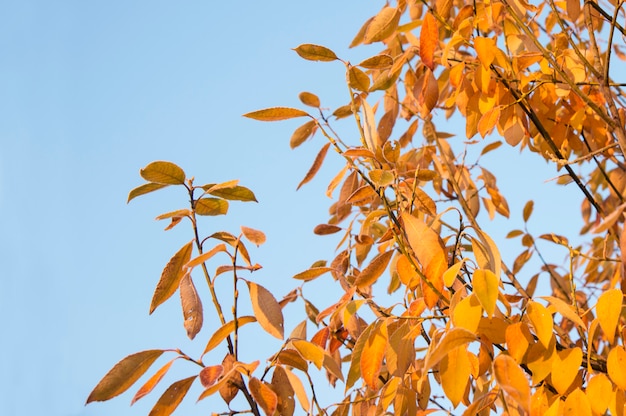 Foglie d&#39;autunno