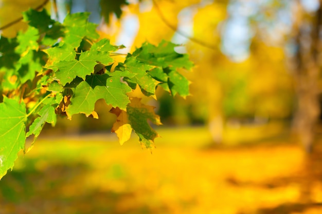 Foglie d&#39;autunno