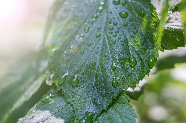 Foglie d'erba con gocce di rugiada da vicino