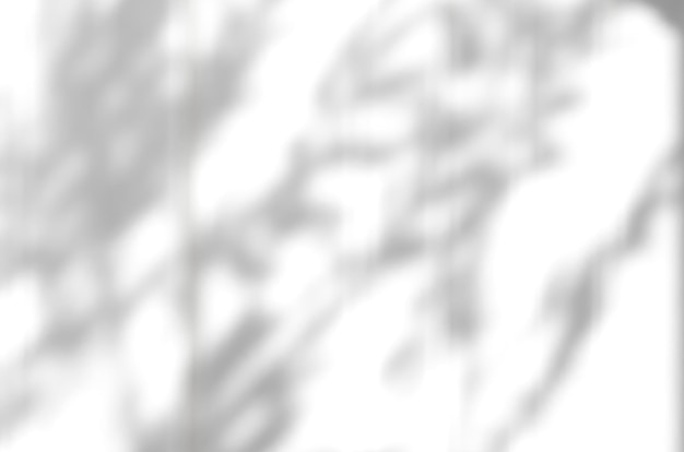 Foglie d'ombra sfocate con luce su tenda bianca Albero d'ombra con rami foglie riflesso dalla finestra Elemento di design per Mockup Copia spazio per il testo