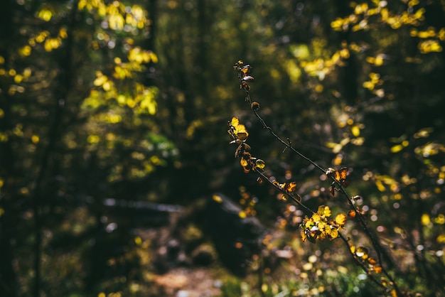 Foglie d'oro al sole sullo sfondo del bokeh della foresta autunnale. Sfondo di natura minimalista con fogliame giallo illuminato dal sole in autunno. Minimalismo scenico nei colori autunnali. Foglie d'arancio in colori autunnali.