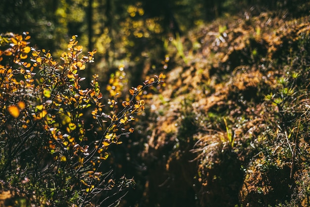 Foglie d'oro al sole sullo sfondo del bokeh della foresta autunnale. Sfondo di natura minimalista con fogliame giallo illuminato dal sole in autunno. Minimalismo scenico nei colori autunnali. Foglie d'arancio in colori autunnali.