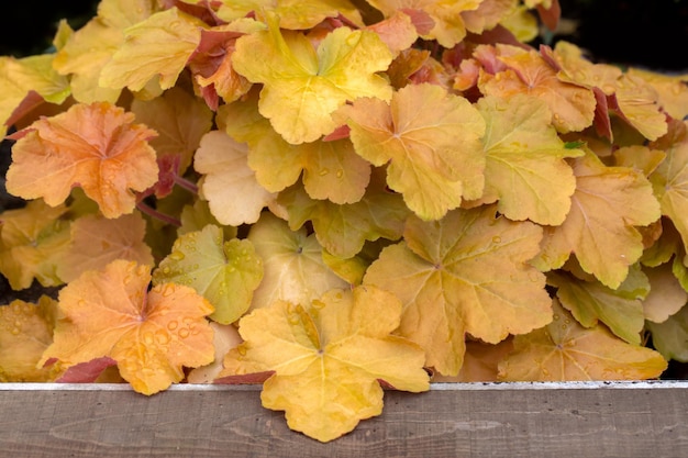 Foglie d'oro di Heuchera nel giardino estivo Piante perenni giardinaggio paesaggistico