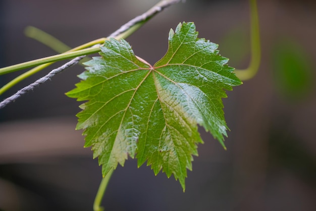 Foglie d'uva nel giardino di casa