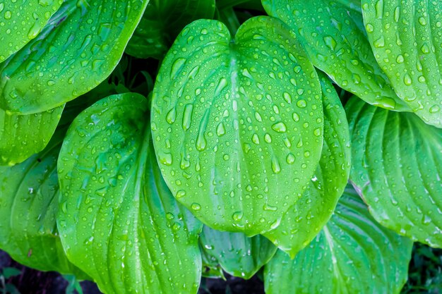 Foglie delicatamente verdi di hosta con gocce di rugiada