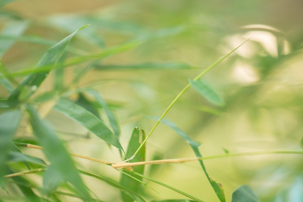 Foglie dell&#39;albero per lo sfondo della natura