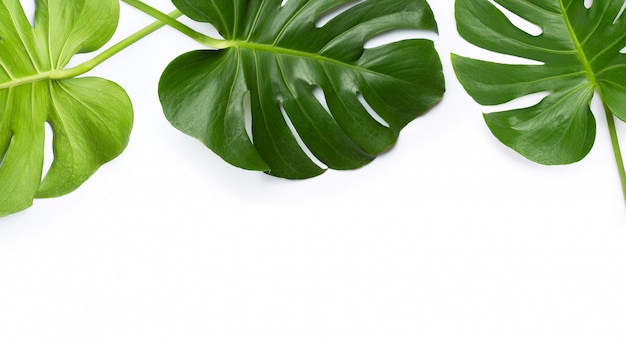 Foglie della pianta di Monstera su fondo bianco