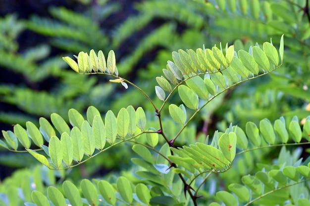 Foglie della robinia Robinia pseudoacacia