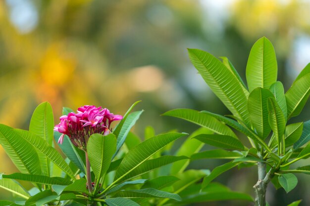 Foglie delle piante tropicali