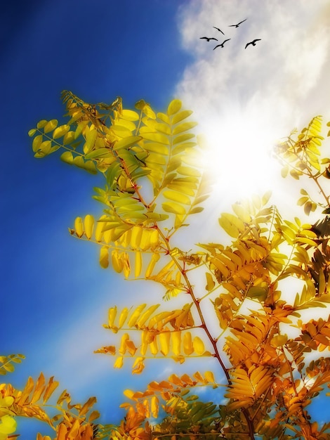 Foglie di acacia in autunno cielo blu con nuvole uccelli e spazio di copia Alberi scenici a baldacchino in un prato remoto o in campagna in Africa I raggi del sole brillano attraverso i rami lussureggianti dal basso