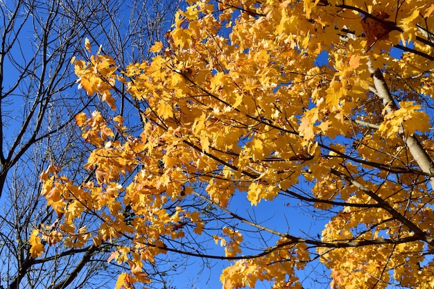 Foglie di acero (Acer platanoides) sotto un cielo blu