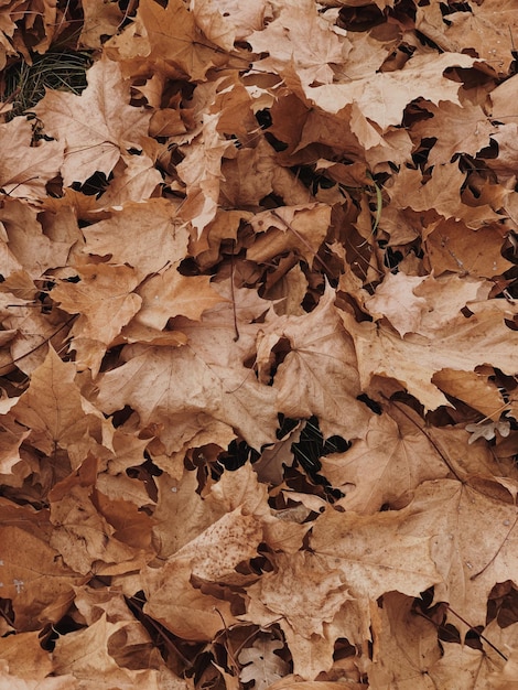Foglie di acero autunnali neutre sullo sfondo Struttura autunnale stagionale delle foglie autunnali
