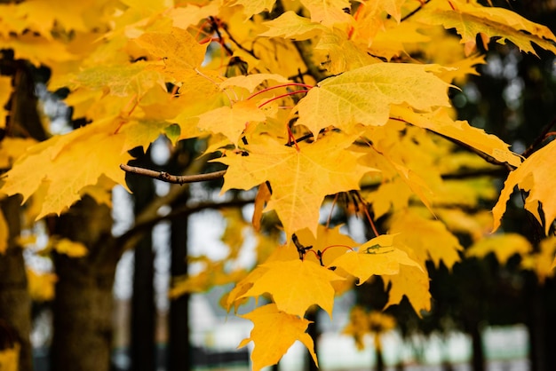 Foglie di acero autunnali sull'albero.