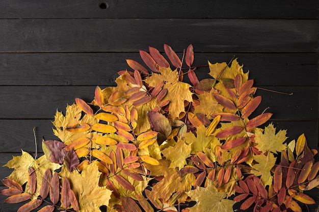 Foglie di acero autunno colorato