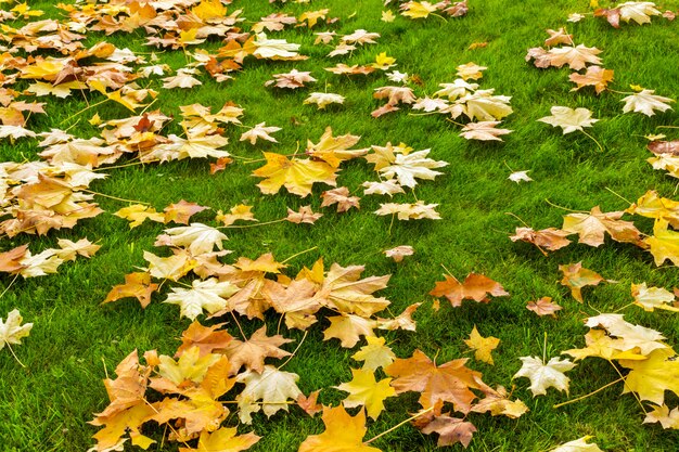 Foglie di acero cadute gialle ed arancio su un prato inglese verde intenso