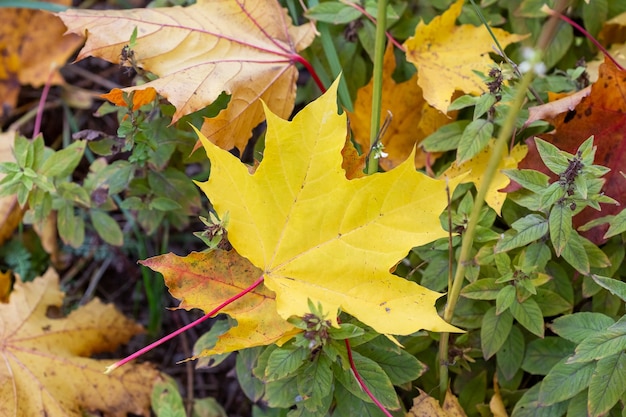 Foglie di acero cadute gialle luminose sulla terra in autunno, fuoco selettivo, fondo vago