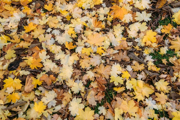 Foglie di acero cadute sull'erba verde. Tardo autunno, cambio di stagione. Sfondo naturale