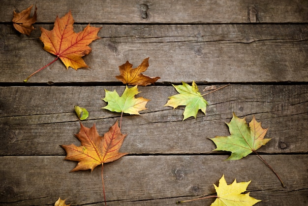 Foglie di acero cadute variopinte su fondo autunnale di assi di legno