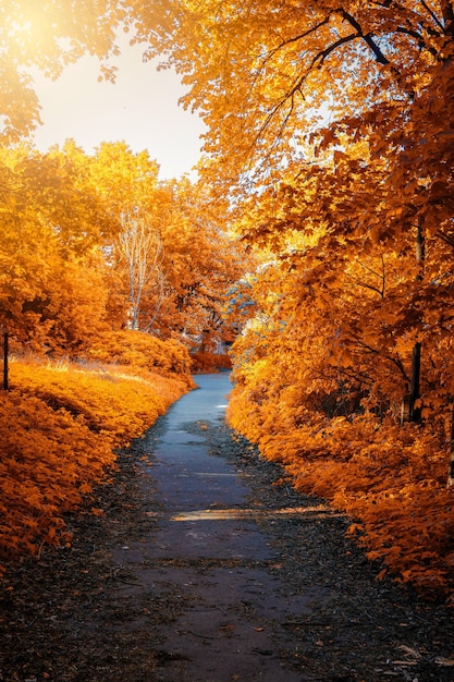 Foglie di acero colorate e luminose sul ramo nella stagione autunnale