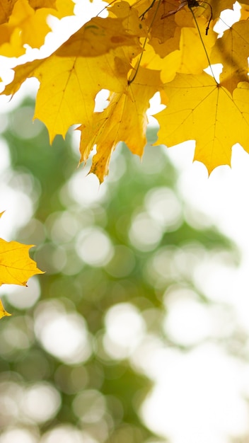 Foglie di acero d'autunno. Foglie di acero autunnali colorate su un ramo di un albero. Belle foglie di acero in giornata di sole autunnale. Avvicinamento