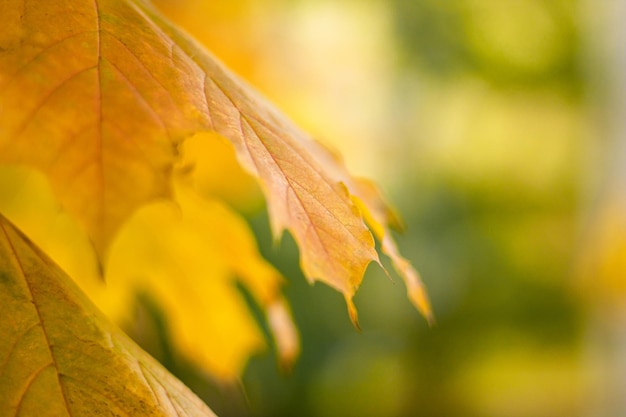 Foglie di acero da zucchero in autunno