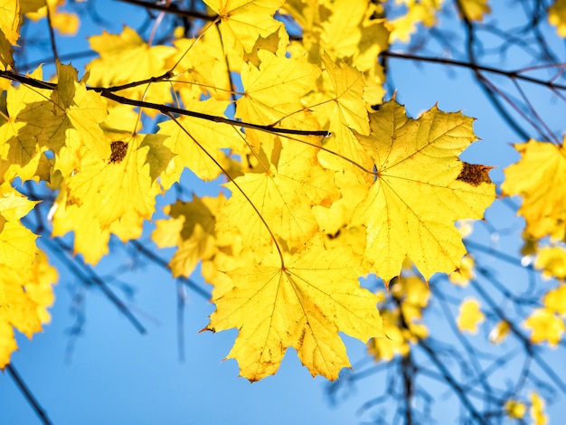 Foglie di acero di autunno contro il fondo del cielo blu