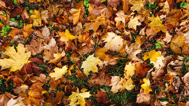 Foglie di acero di autunno rosse e gialle su erba verde