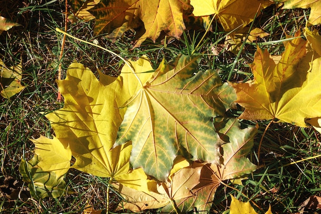 Foglie di acero di autunno sull'erba verde. Vista dall'alto.