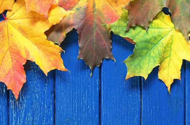 Foglie di acero di autunno variopinte sulla tavola di legno blu