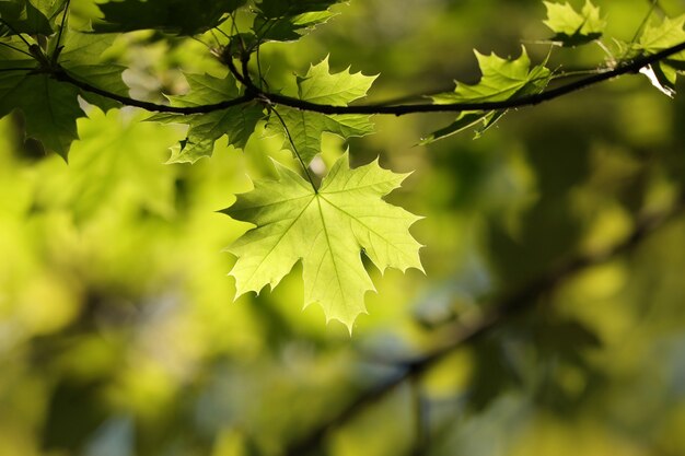 Foglie di acero di primavera nella foresta