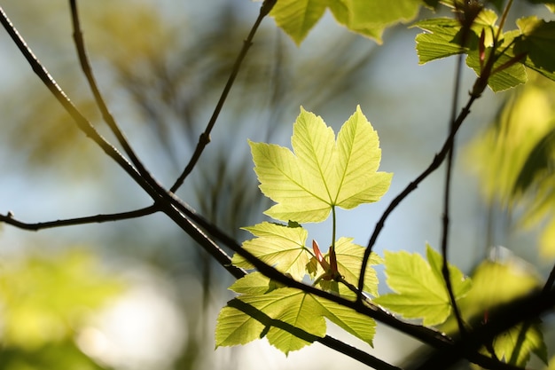 Foglie di acero di primavera nella foresta