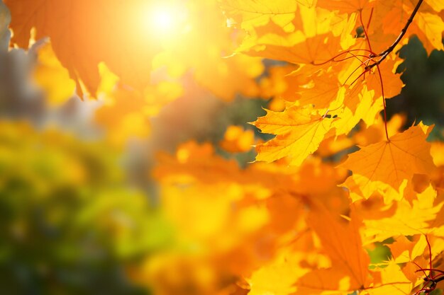 Foglie di acero gialle autunnali in una foresta con luce solare. Messa a fuoco selettiva. Sfondo della natura autunnale