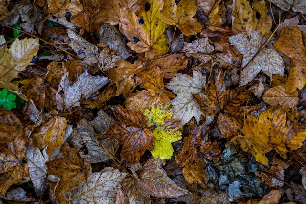 Foglie di acero gialle cadute a terra dopo la pioggia autunnale