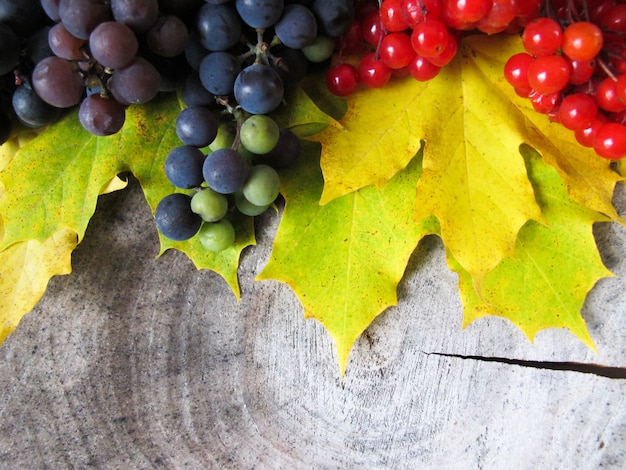 Foglie di acero gialle cadute grappoli di uva nera e bacche rosse di viburno sull'autunno del ceppo