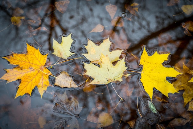 Foglie di acero gialle cadute nella pozzanghera autunnale