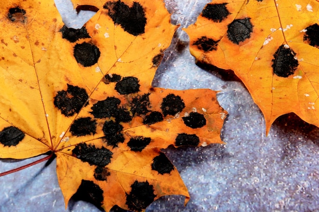 Foglie di acero gialle con macchie bianche e nere. Malattia fungina o macchia di catrame sulla foglia d'acero