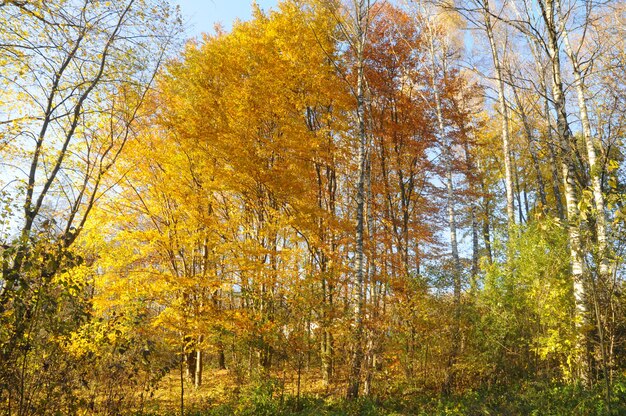 Foglie di acero gialle ed arancio nella foresta di autunno, fuoco selettivo.