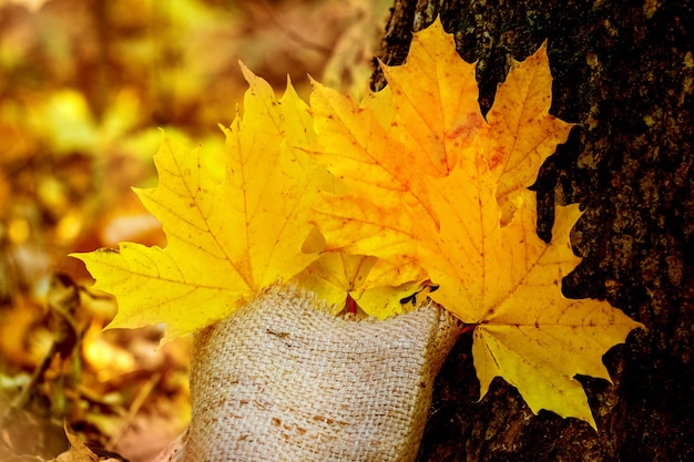 Foglie di acero gialle in una piccola borsa decorativa vicino a un albero nei caldi toni autunnali