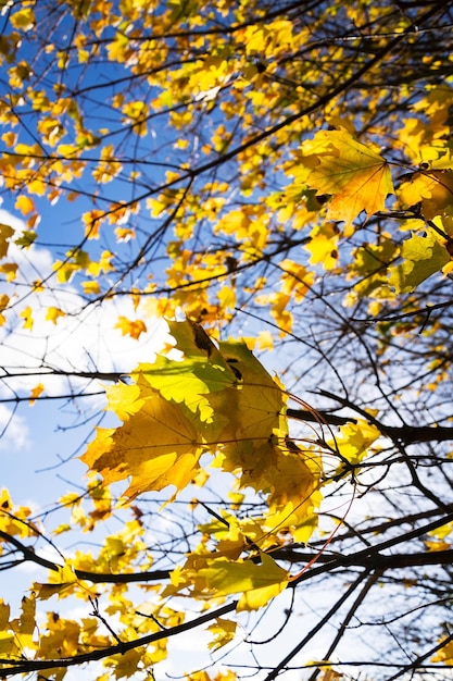 Foglie di acero gialle nel fondo del cielo blu di giorno soleggiato di autunno