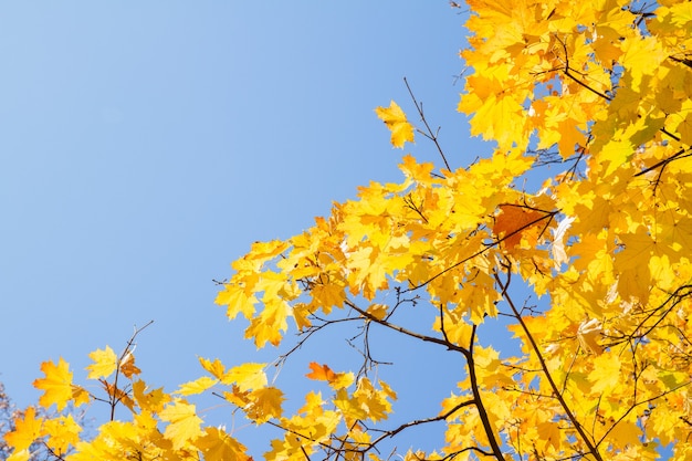 Foglie di acero gialle nel parco autunnale su sfondo azzurro brillante