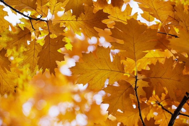 Foglie di acero gialle su un ramoscello in autunno