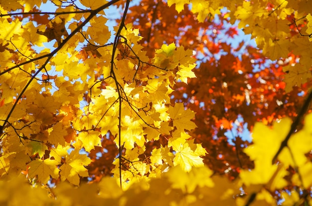 Foglie di acero gialle su un ramoscello in autunno