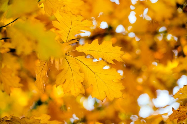 Foglie di acero gialle su un ramoscello in autunno