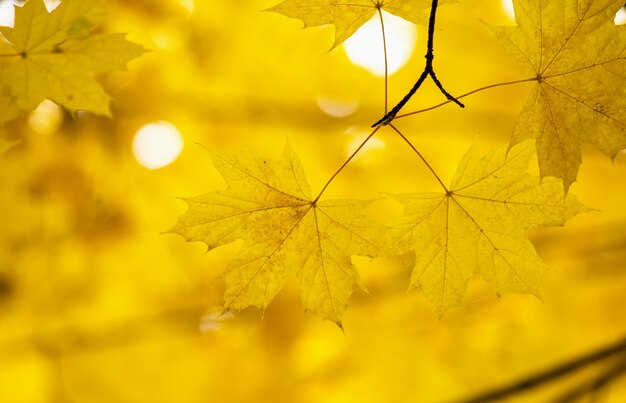 Foglie di acero gialle su un ramoscello in autunno