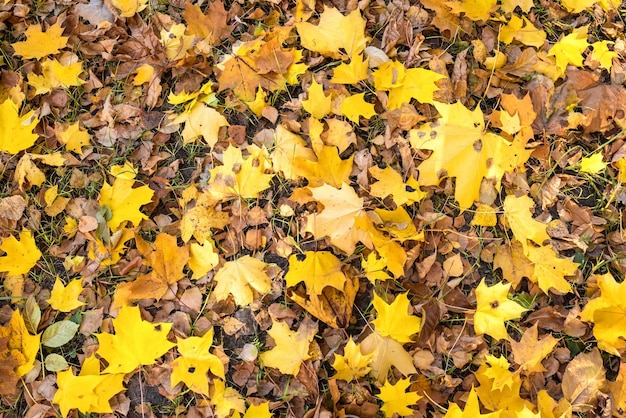 Foglie di acero gialle sul terreno nel parco autunnale