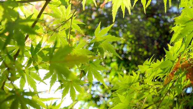 Foglie di acero giapponese verde prima dell&#39;autunno.