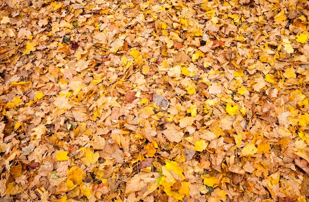 Foglie di acero opache che cadono a terra dopo la caduta delle foglie, tempo nuvoloso in natura