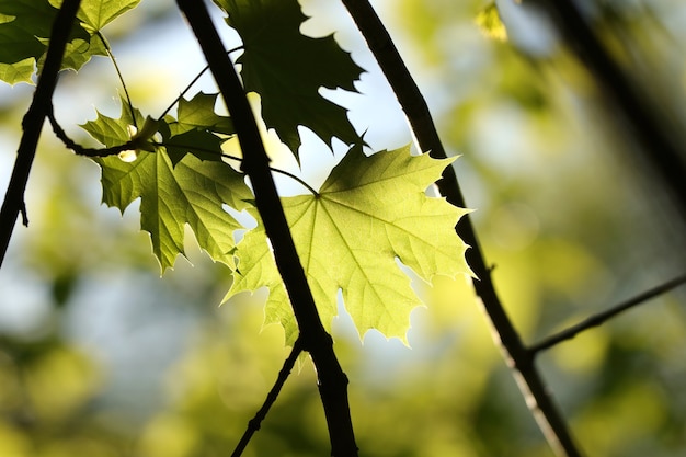 foglie di acero primaverile su un ramoscello nella foresta