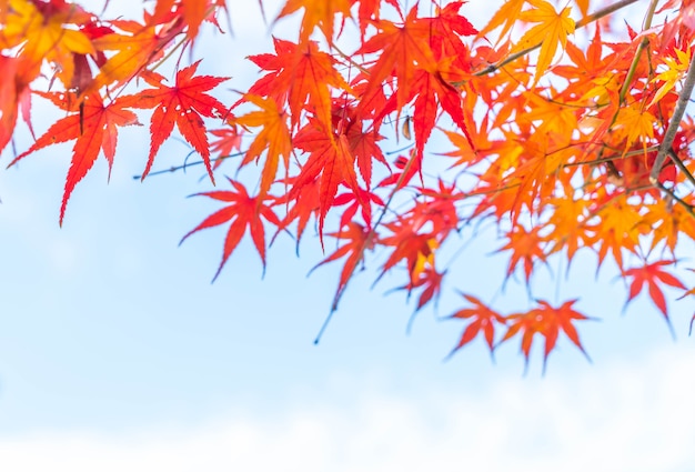 Foglie di acero rosse che fioriscono al parco a Kyoto