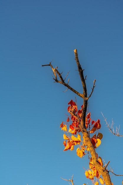 Foglie di acero rosse d'autunno illuminate dal sole